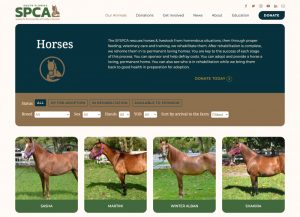 SFSPCA Horses up for Adoption