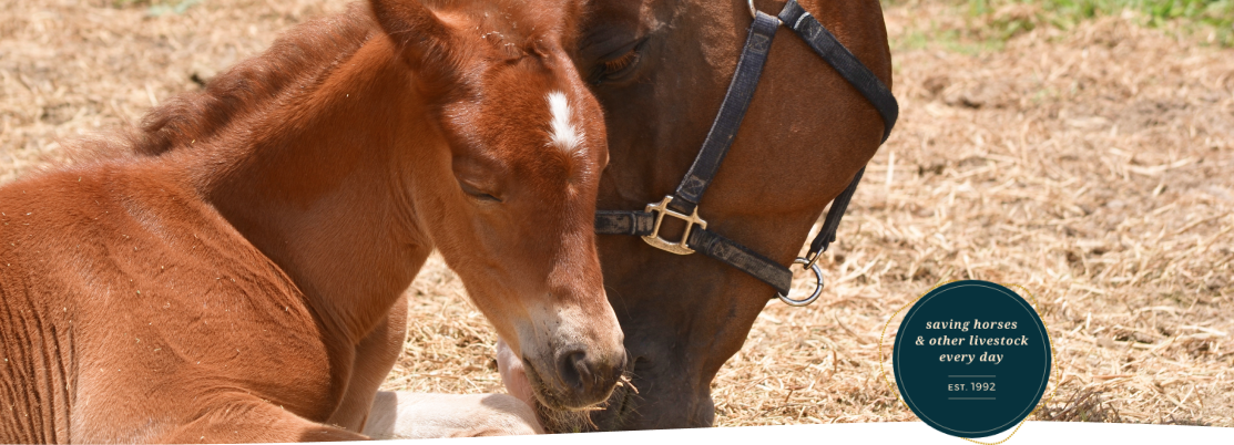 spcaTopImage2 South Florida SPCA New Logo and Website