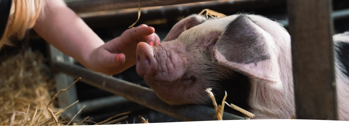 LittleFarmTopImage The Little Farm Miami